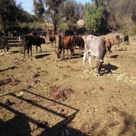 Chetumal: Continúan robos de ganado a pesar de las denuncias presentadas