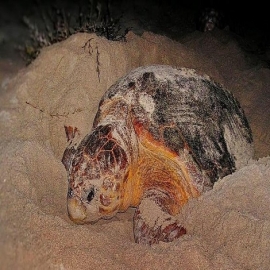 Tortugas aprovechan ausencia de turistas para desovar