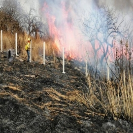 Incendios consumen más de 8 mil hectáreas en Quintana Roo