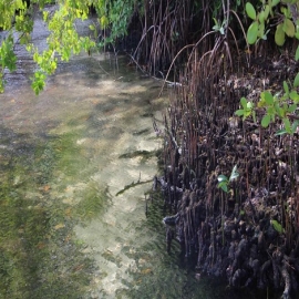 Cancún: Registra zona norte de Quintana Roo más pérdida de manglar