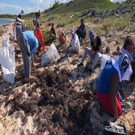 Chetumal: Limpian playas de Grand Costa Maya para facilitar la anidación de tortugas