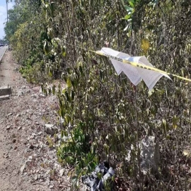 Aplican notificación por tala de árboles en un predio de Playa del Carmen