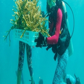 Avanza proyecto de producción y siembra de corales en arrecife mesoamericano de Quintana Roo