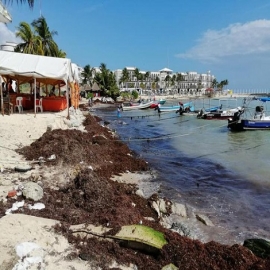 Playa del Carmen: Desconocen presupuesto para combatir sargazo