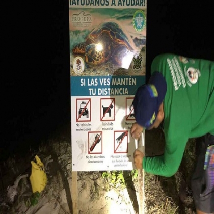 Chetumal: Buscan a voluntarios para monitorear tortugas marinas en Mahahual