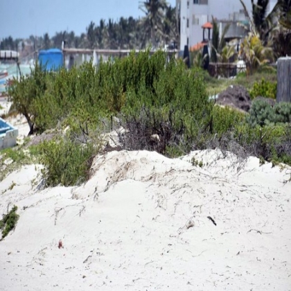 Yucatán: Desarrollos turísticos propician crecimiento de especies invasoras en dunas costeras