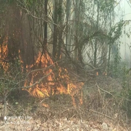 Chetumal: Se duplican los incendios forestales en Quintana Roo