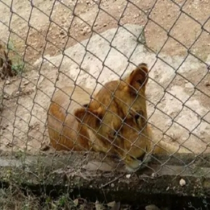 Niega el Ayuntamiento fuga de un león del zoológico ''Animaya''