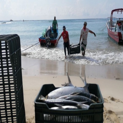 Aumenta petición de permisos permanentes para pesca en Playa del Carmen