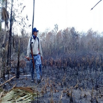 Chetumal: Incendios forestales acaban con más de 31 mil hectáreas de vegetación