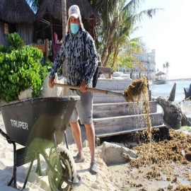 Playa del Carmen: Surada trae de vuelta al sargazo a playas de la Riviera Maya