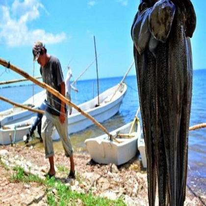 Pesca de pulpo en Chuburná estará prohibida para hombres de mar de otras localidades