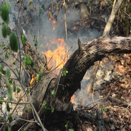 Incendios devastan 12 mil hectáreas en Quintana Roo