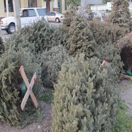 ¿Vas a tirar tu árbol natural de Navidad? Comuna de Mérida te regala una planta si lo entregas
