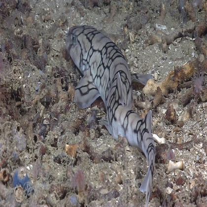 Hallan un tiburón sin piel y sin dientes nadando en el mar Mediterráneo | Fotos