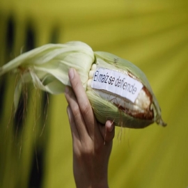 México demostrará que prohibición de maíz transgénico no afecta comercio de EEUU