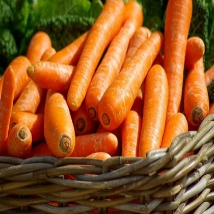 Conoce los beneficios de la zanahoria a la salud