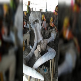 FOTOS: Equipo del INAH halla restos fósiles de más de 60 mamuts en aeropuerto de Santa Lucía