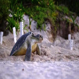 Playa del Carmen: Adelantan monitoreo del arribo de la tortuga marina