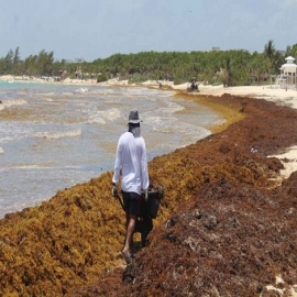 Playa del Carmen: Cinco playas de Quintana Roo registran exceso recale de sargazo