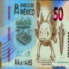 Este año circularán los nuevos billetes de 50, 100 y 1000 pesos; así lucen
