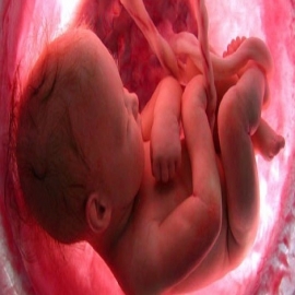 GOLPE PARA PLANNED PARENTHOOD: Proyecto de ley busca prohibir venta y uso de tejido fetal obtenido de abortos