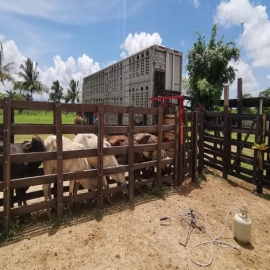 Chetumal: Retoman productores comercialización del ganado en Quintana Roo
