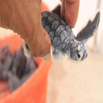 Playa del Carmen: Impartirán el tema tráfico de especies y pandemias en videoconferencia